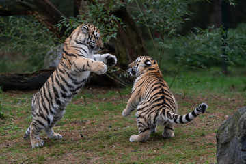 Tiger cubs playing around