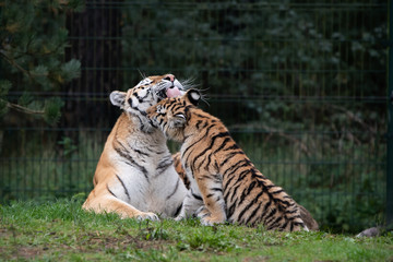 Tiger Cub cuddles with mother