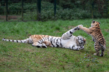 Tiger cub playing with mother