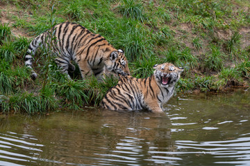 Naklejka na ściany i meble Tiger cubs playing in the water