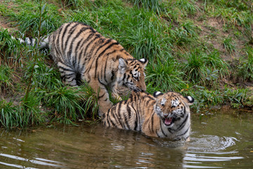 Plakat Tiger cubs playing in the water
