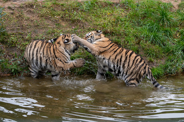 Fototapeta na wymiar Tiger cubs playing in the water