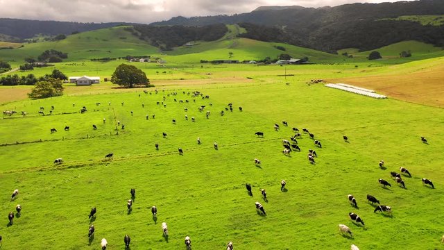 Aerial view of cows grazing at farm land, New South Wales, Australia.