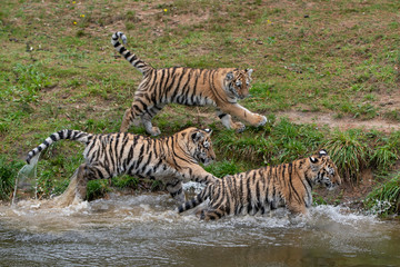 Fototapeta na wymiar Tiger cubs playing in the water