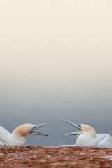 Cover with two arguing wild North Atlantic gannets at smooth gradient background and copy space,...