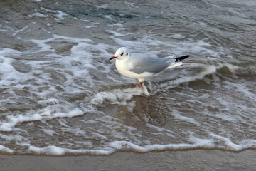 Gull on the beach in Germany