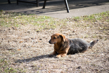 brown dog lying down on a field