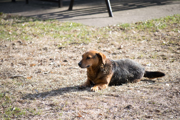 brown dog lying down on a field
