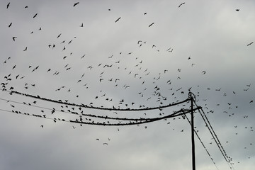 Birds on a wire, Cape of Crevs, Spain