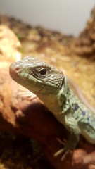 Blue the Exotic Lizard