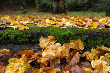 Herbstlaub mit gelben und braunen Blättern - Stockfoto