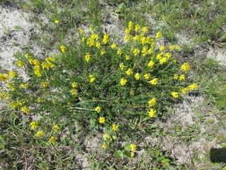 Wild yellow flowers