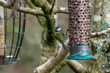 Blue tit on a feeder in Autumn