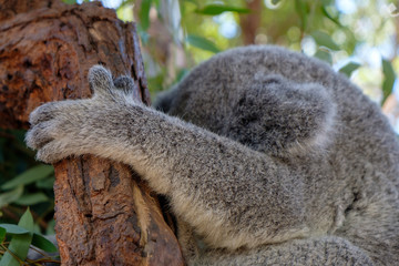 Koala - one of the world's cutest animal