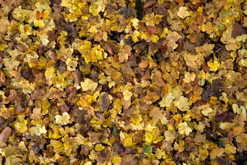 Herbstlaub mit gelben und braunen Blättern - Stockfoto