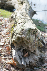 old trunk at riverbank in autumn