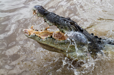  crocodiles in northern australian territory