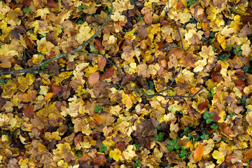 Herbstlaub mit gelben und braunen Blättern - Stockfoto