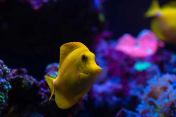 Fototapeta na wymiar Aquarium sea yellow angel fish anemonas pets wild life hobby