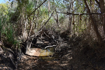 tree in forest