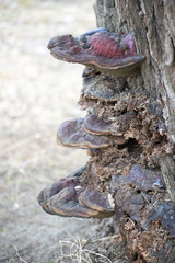 wild mushrooms growing vertically on the tree