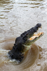  crocodiles in northern australian territory