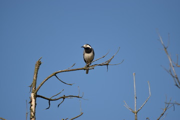 Pliszka siwa stoi na pomoście © Katarzyna