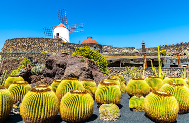 Travel concept. Amazing view of tropical cactus garden (Jardin de Cactus) in Guatiza village. Location: Lanzarote, Canary Islands, Spain. Artistic picture. Beauty world. - obrazy, fototapety, plakaty