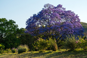 Beautiful purple Jacaranda tree blossoms in South African spring