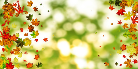 Obraz na płótnie Canvas Autumn leaf isolated. Falling October background. Thanksgiving season concept
