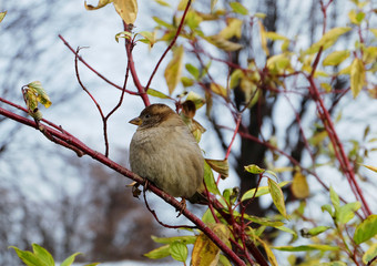 Sparrow sitting on a bush in autumn in a park