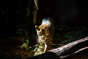 Beautiful leopard walking through the jungle