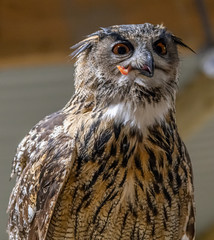 Portrait image of an owl eating a chick