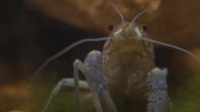 Marble river crayfish under water eating algae. Procarambus virginalis. Close up
