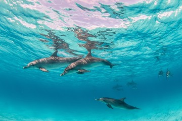 Beautiful shot of cute dolphins hanging out underwater in Bimini, Bahamas