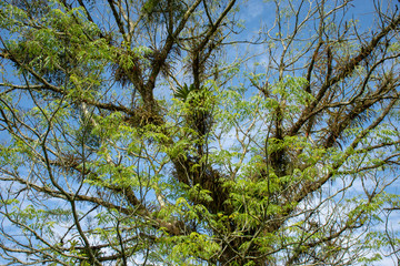 Leafy tree - Paranapiacaba