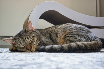 cute kitten sleeping on a carpet next to a cat scratcher