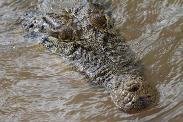  crocodiles in northern australian territory
