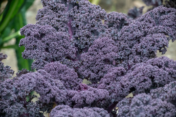 Purple Kale growing in Autumn