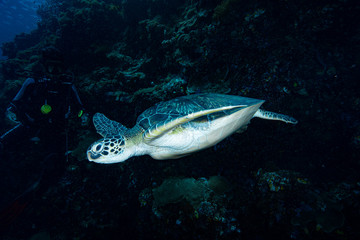 Green Turtle Chelonia mydas