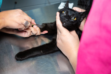 Placing an intravenous catheter in a sedated cat before surgery