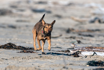 Mixed breed dog intently runs across the beach sand between the seaweed and driftwood logs