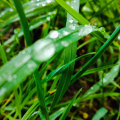 water drops on green grass