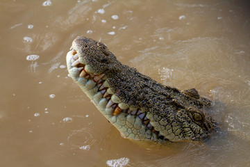  crocodiles in northern australian territory