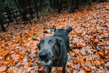 German Shepherd Puppy in Autumn Leaves