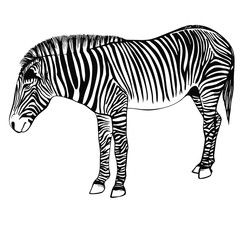 Sketch of a zebra. Hand drawn zebra illustration.Black and White Zebra portrait ink engraved isolated on white background. 