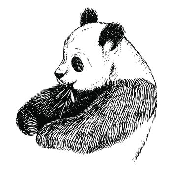Sketch Panda with bamboo. Engrave ink draw panda illustration. Hand drawn panda bear