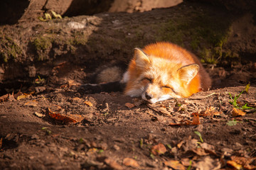 a fox sleeping in the sun