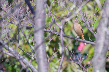 redstart on branch