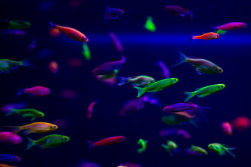 Fototapeta na wymiar Danio glow fish color nature relax pets home freshwater aquarium